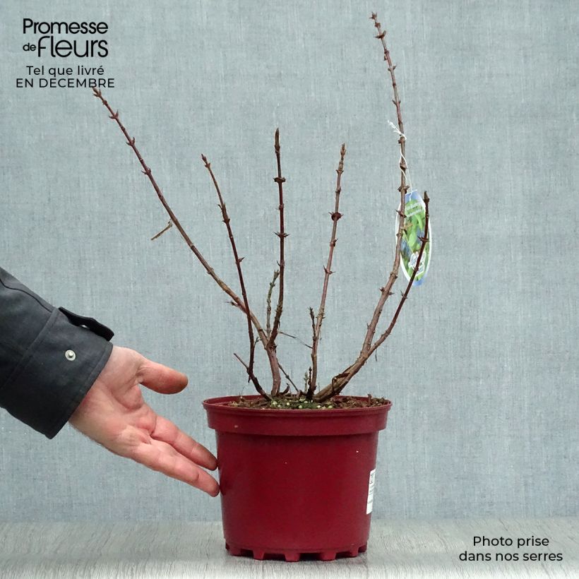 Lonicera kamtschatica Myberry Sweet - Honeyberry 3L/4L pot sample as delivered in winter