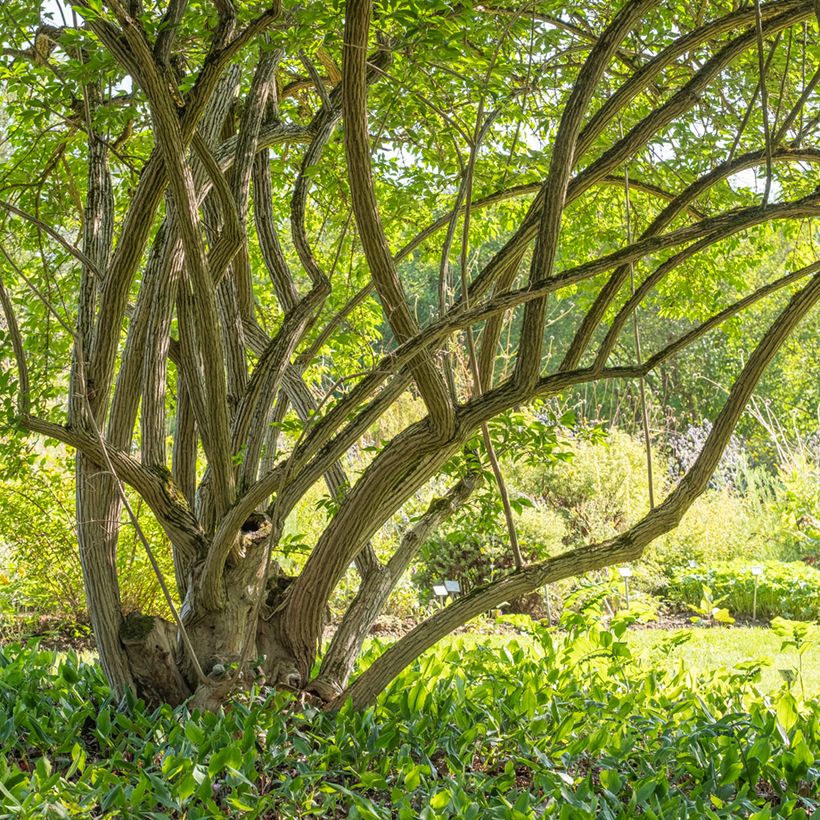 Lonicera maackii (Plant habit)