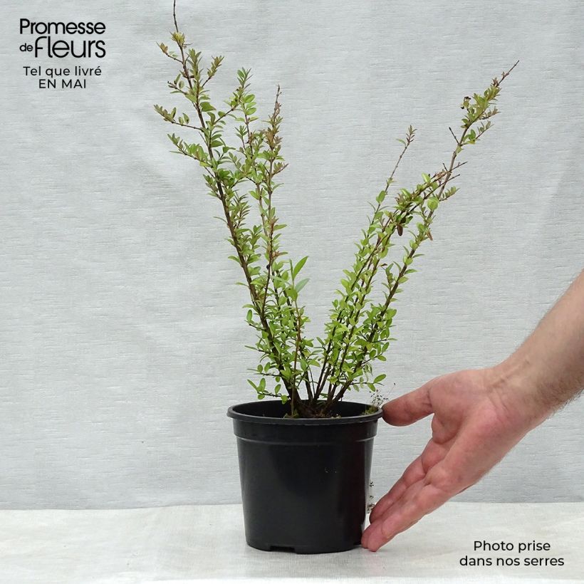 Lonicera nitida Elegant - Box Honeysuckle 1L/1.5L pot sample as delivered in spring