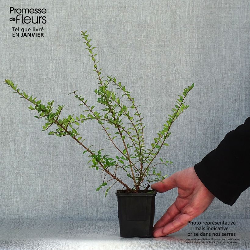 Lonicera nitida Hohenheimer Findling - Box Honeysuckle 8/9 cm pot sample as delivered in winter