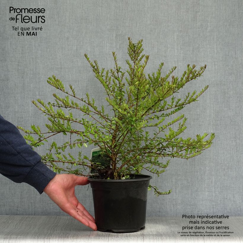 Lonicera nitida Hohenheimer Findling - Box Honeysuckle 1L/1.5L pot sample as delivered in spring