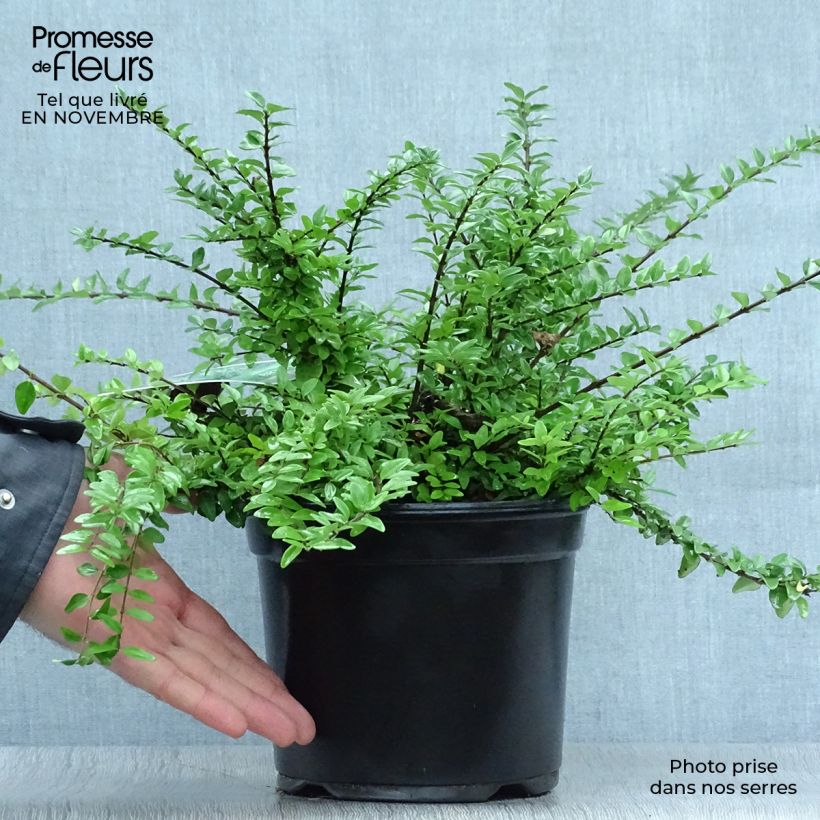 Lonicera nitida Maigrun - Shrubby Honeysuckle - Box Honeysuckle 1L/1.5L pot sample as delivered in autumn