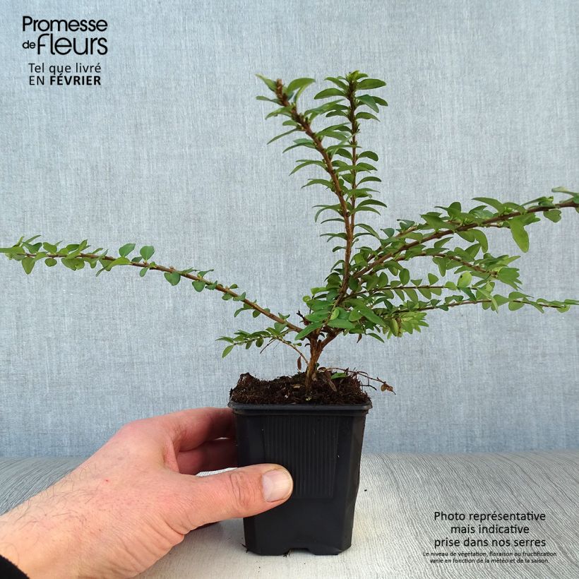 Lonicera nitida Maigrun - Shrubby Honeysuckle - Box Honeysuckle 8/9 cm pot sample as delivered in winter