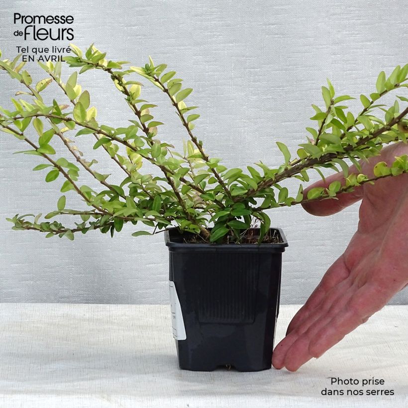 Lonicera nitida Maigrun - Shrubby Honeysuckle - Box Honeysuckle 8/9 cm pot sample as delivered in spring