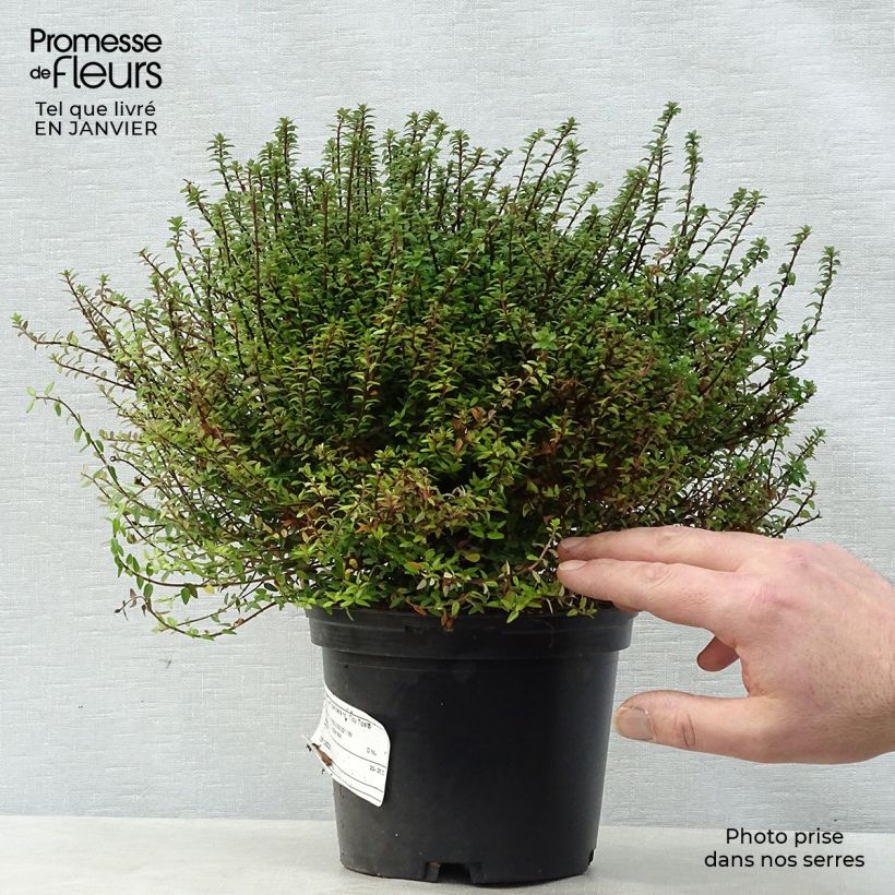 Lonicera nitida Red Tips - Box Honeysuckle 2L/3L pot sample as delivered in winter