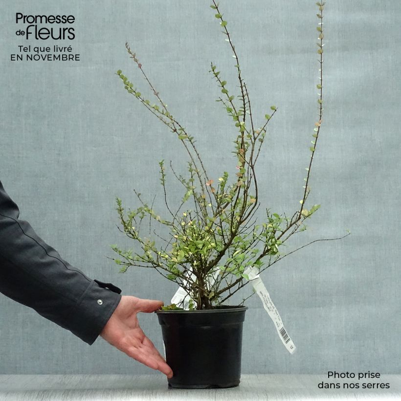 Lonicera nitida Red Tips - Box Honeysuckle 2L/3L pot sample as delivered in autumn