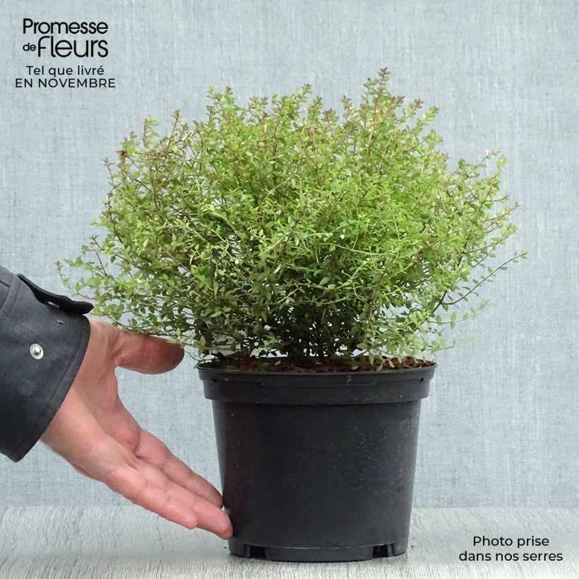 Lonicera nitida Tidy Tips - Box Honeysuckle 2L/3L pot sample as delivered in autumn
