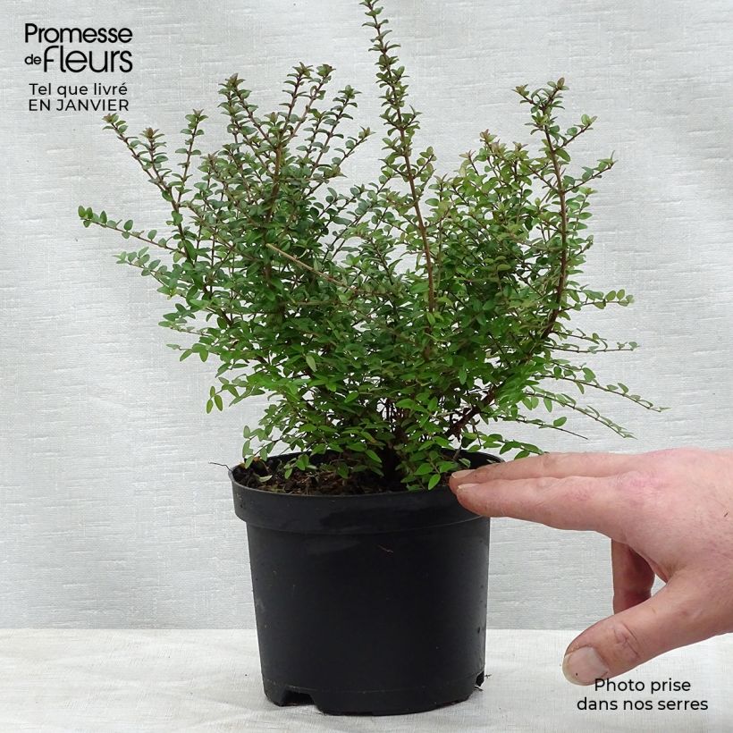 Lonicera nitida - Box Honeysuckle 1L/1.5L pot sample as delivered in winter