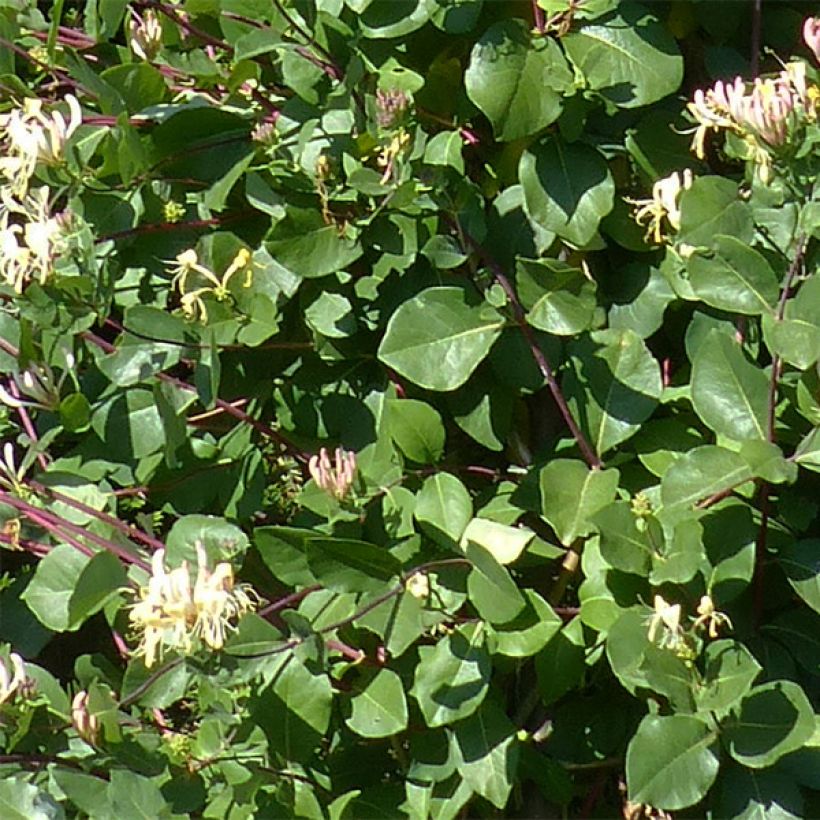Lonicera periclymenum Graham thomas (Foliage)