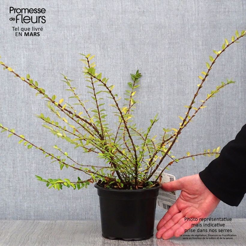 Lonicera pileata - Box Honeysuckle 2L/3L pot sample as delivered in winter