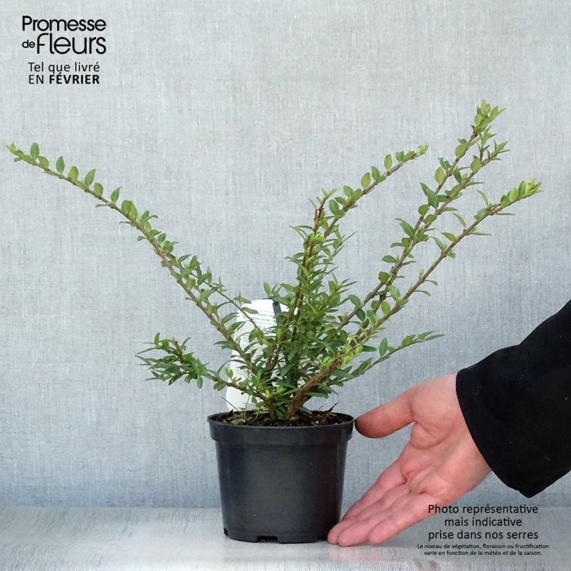 Lonicera pileata Mossgreen - Box Honeysuckle 1L/1.5L pot sample as delivered in winter