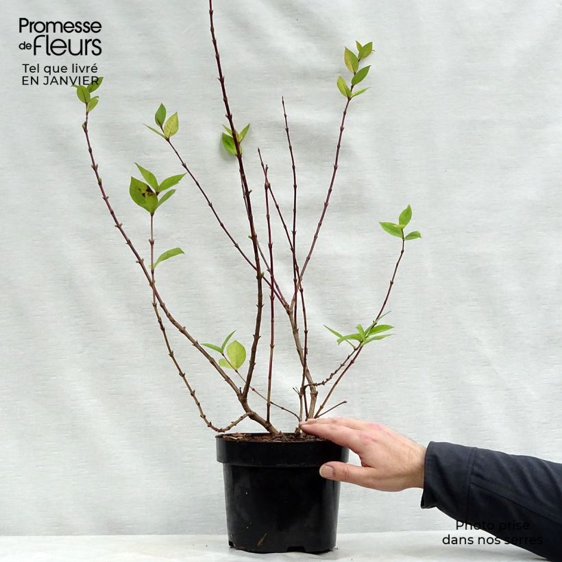 Lonicera x purpusii Winter Beauty 3L/4L pot sample as delivered in winter