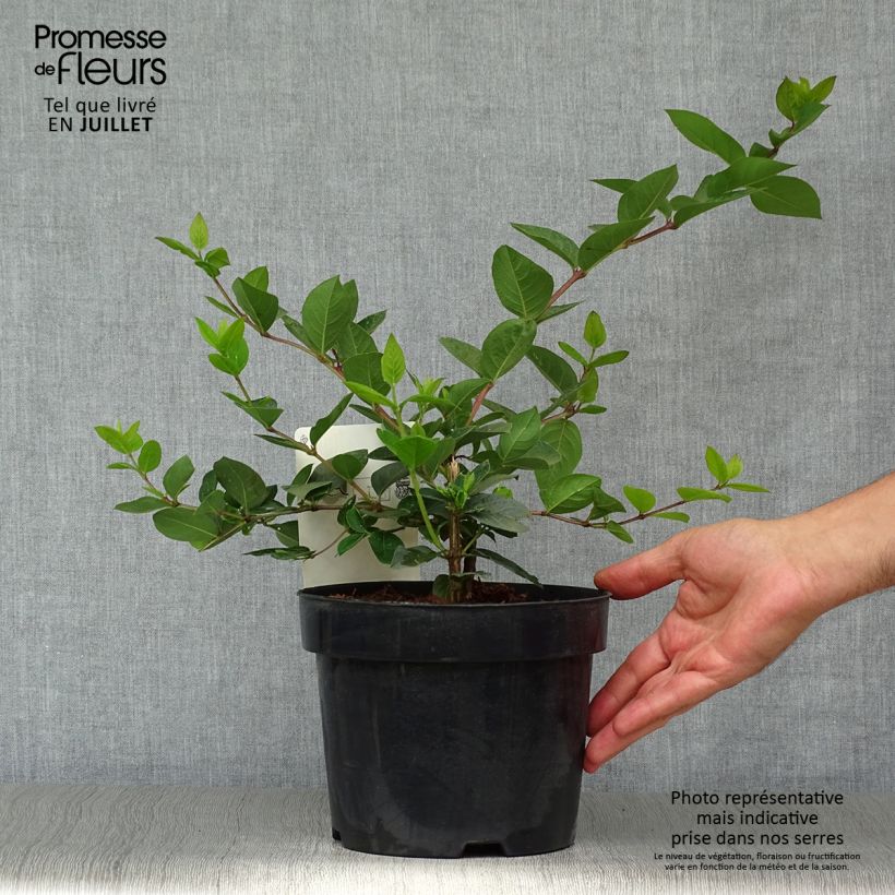Lonicera x purpusii Winter Beauty 2L/3L pot sample as delivered in summer