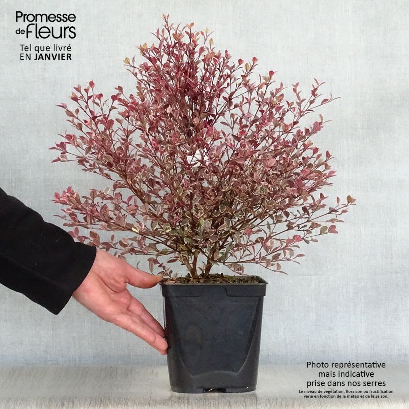 Lophomyrtus ralphii Magic dragon 2L/3L pot sample as delivered in winter