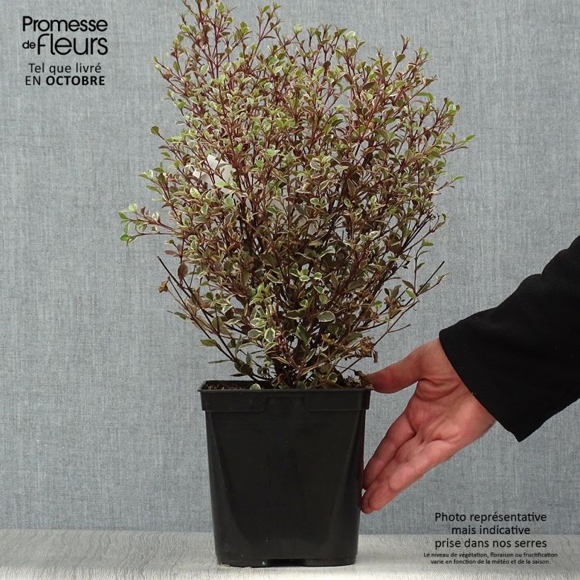 Lophomyrtus ralphii Magic dragon 2L/3L pot sample as delivered in autumn
