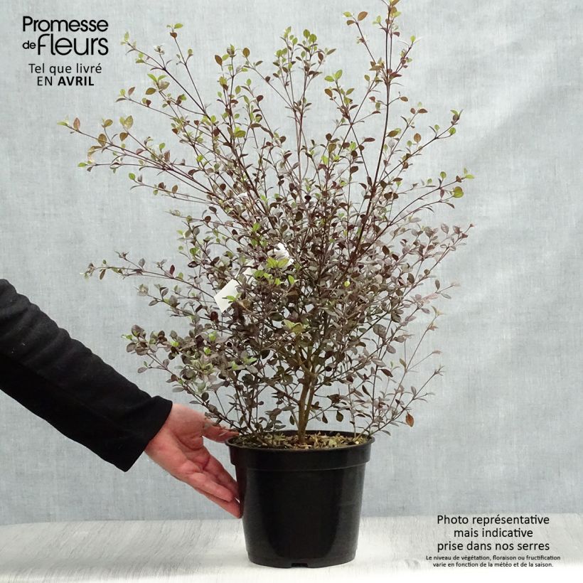 Lophomyrtus ralphii Red dragon 4L/5L pot sample as delivered in spring