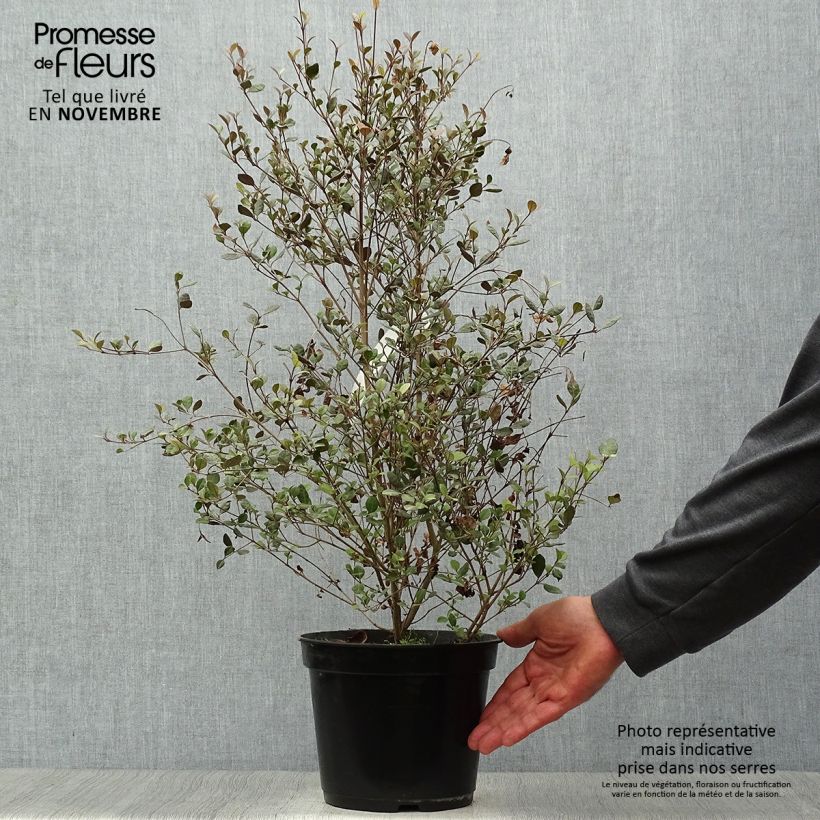 Lophomyrtus ralphii Red dragon 4L/5L pot sample as delivered in autumn