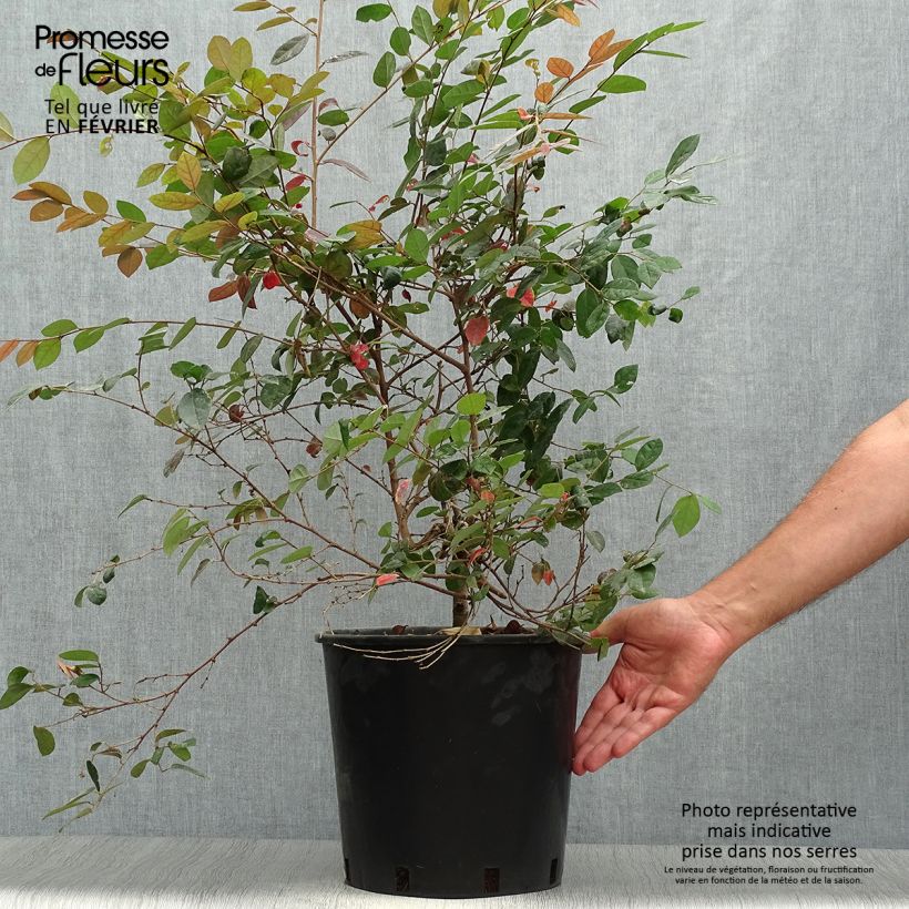 Loropetalum chinense var. rubrum Fire Dance - Chinese Witch Hazel 7.5L/10L pot sample as delivered in autumn