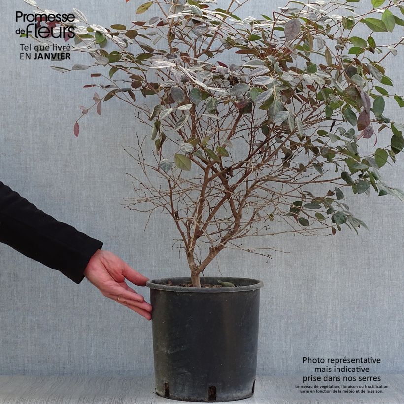 Loropetalum chinense var. rubrum Fire Dance - Chinese Witch Hazel 7.5L/10L pot sample as delivered in winter