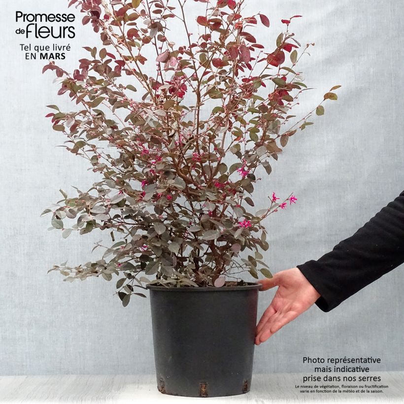 Loropetalum chinense var. rubrum Fire Dance - Chinese Witch Hazel 7.5L/10L pot sample as delivered in spring