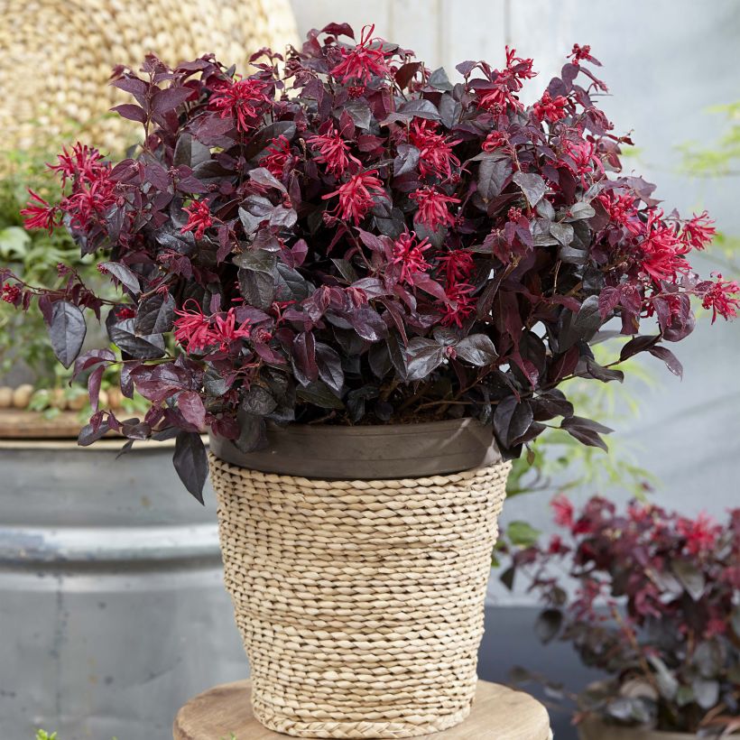 Loropetalum chinense var. rubrum Ever Red - Chinese Witch Hazel (Plant habit)
