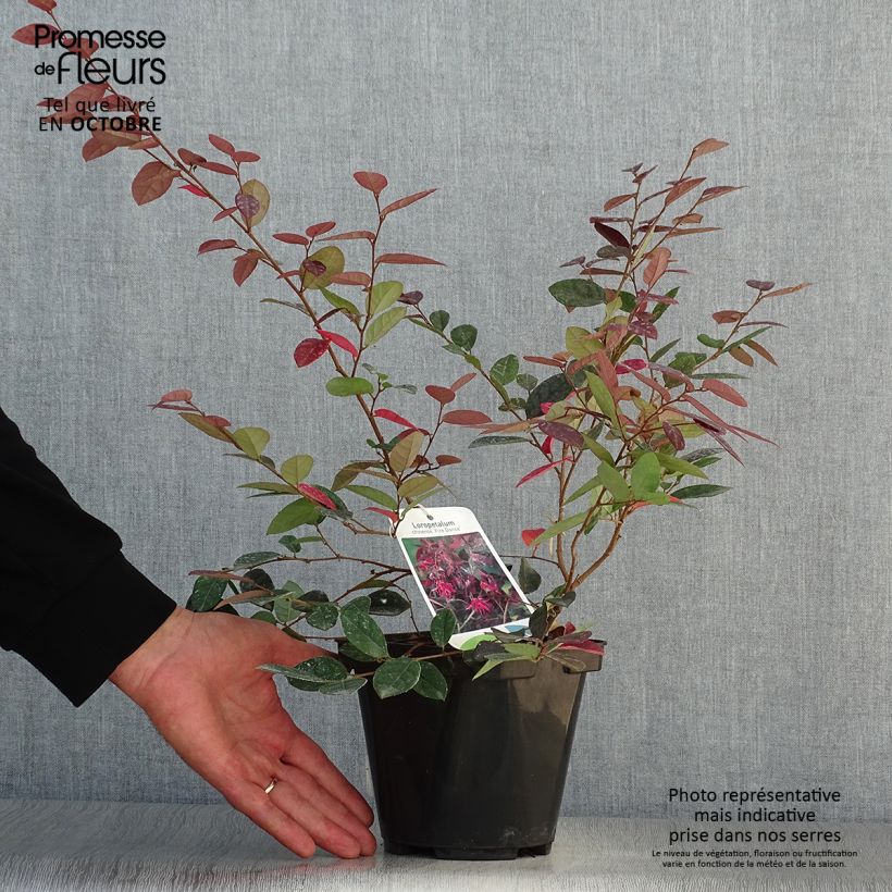 Loropetalum chinense var. rubrum Fire Dance - Chinese Witch Hazel 3L/4L pot sample as delivered in autumn