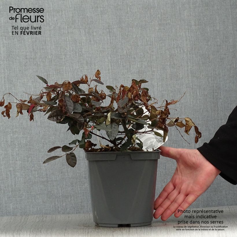 Loropetalum chinense var. rubrum Fire Dance - Chinese Witch Hazel 3L/4L pot sample as delivered in winter