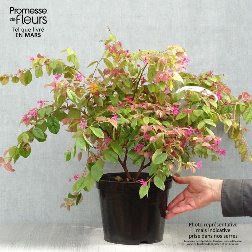 Loropetalum chinense Ming Dynasty - Chinese Witch Hazel 6L/7L pot sample as delivered in spring