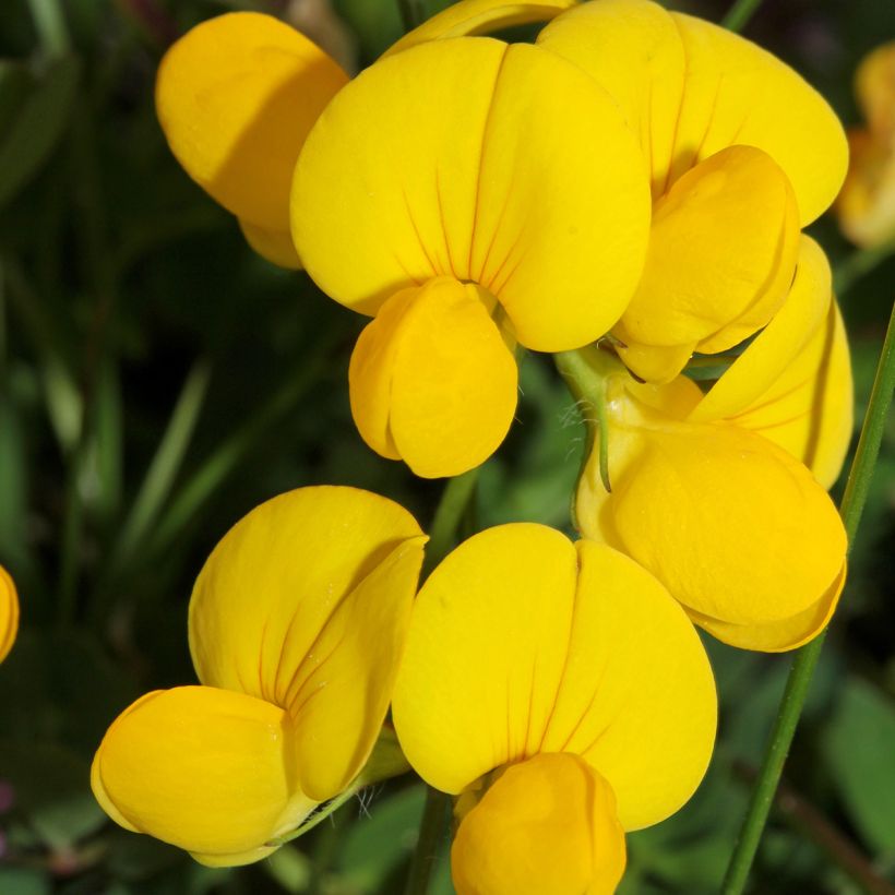 Lotus corniculatus - Bird's foot trefoil (Flowering)