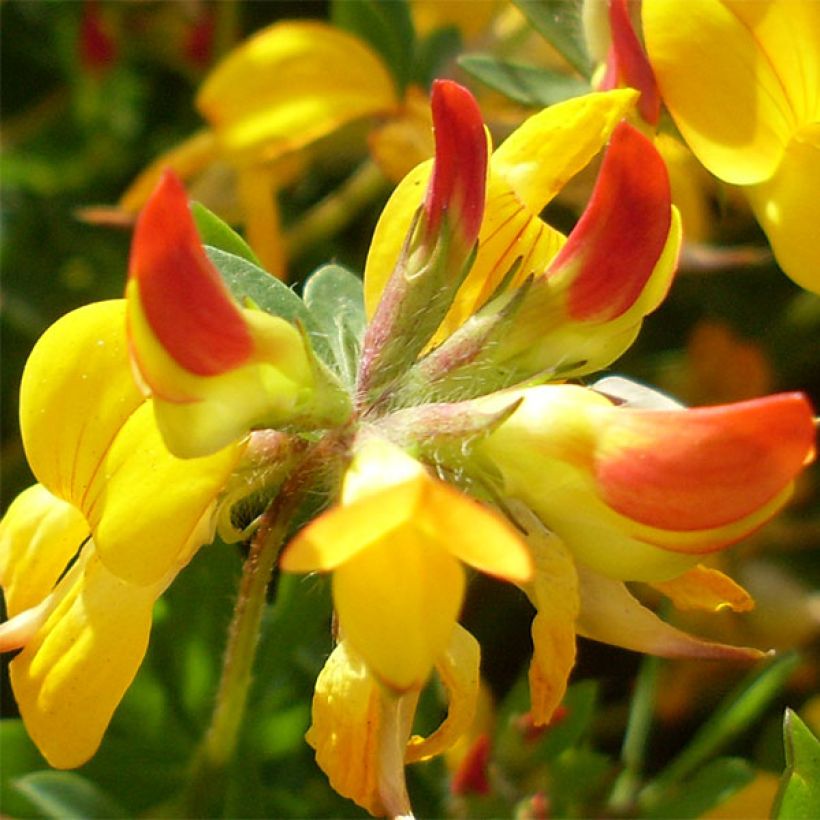 Lotus corniculatus Plenus (Flowering)