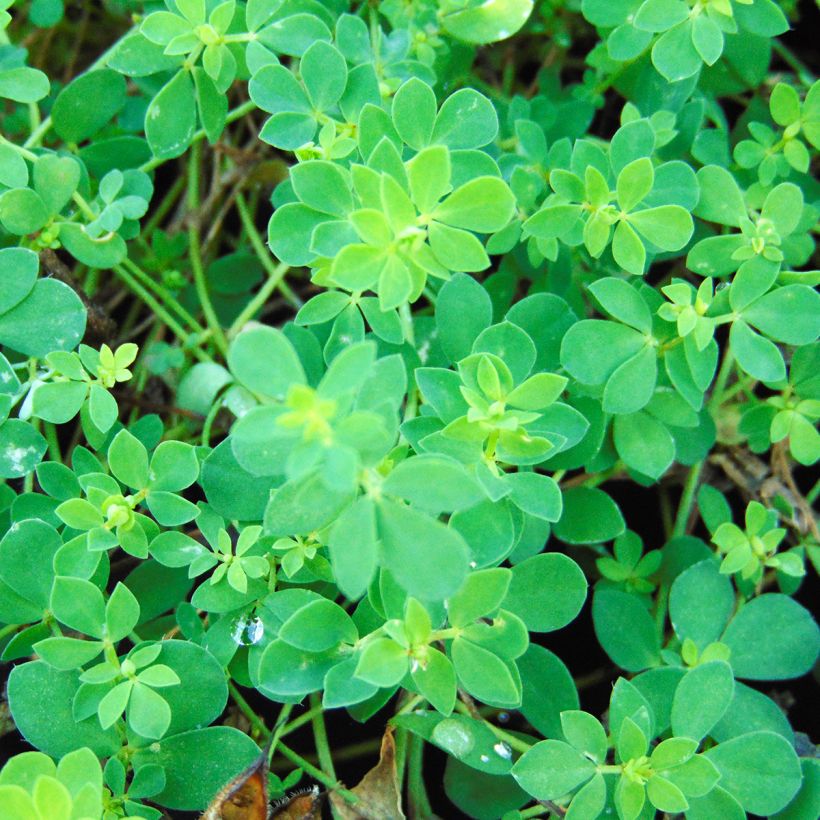 Lotus corniculatus Plenus (Foliage)