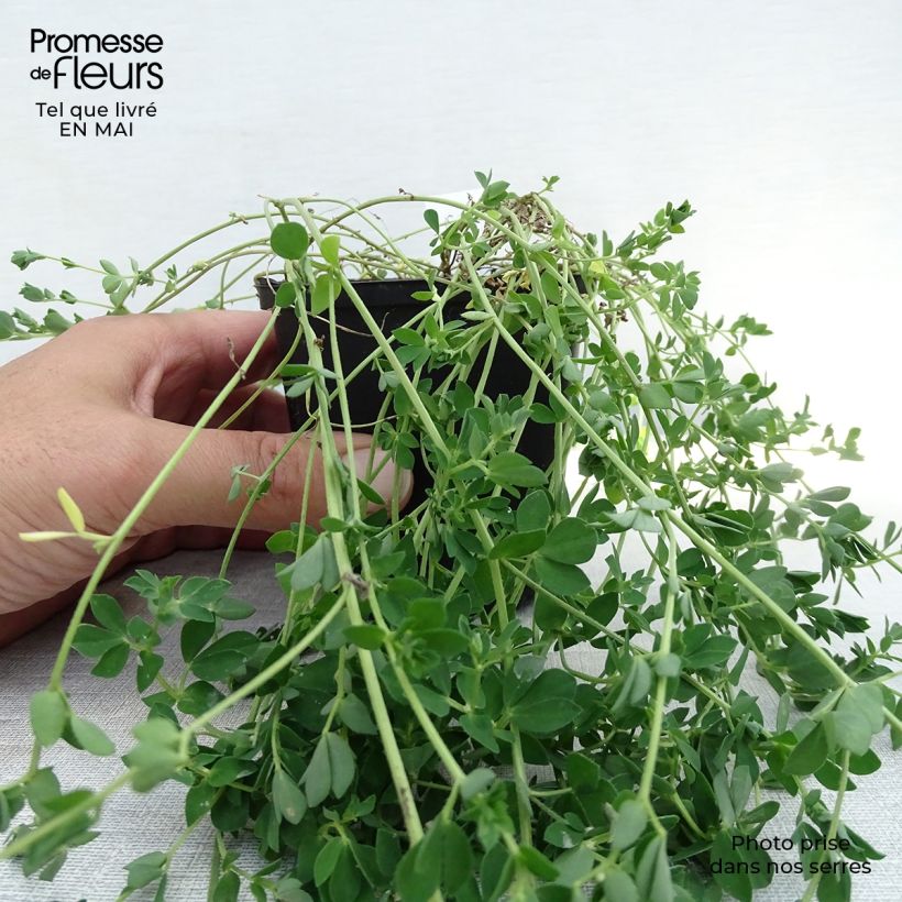 Lotus corniculatus Plenus 8/9 cm pot sample as delivered in spring