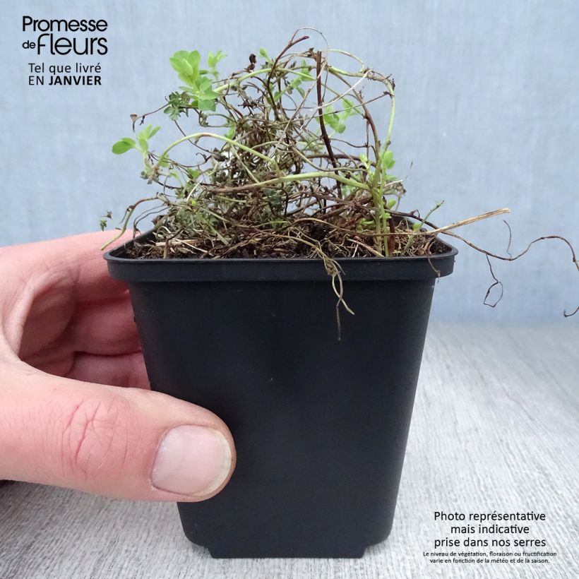 Lotus corniculatus Plenus 8/9 cm pot sample as delivered in winter