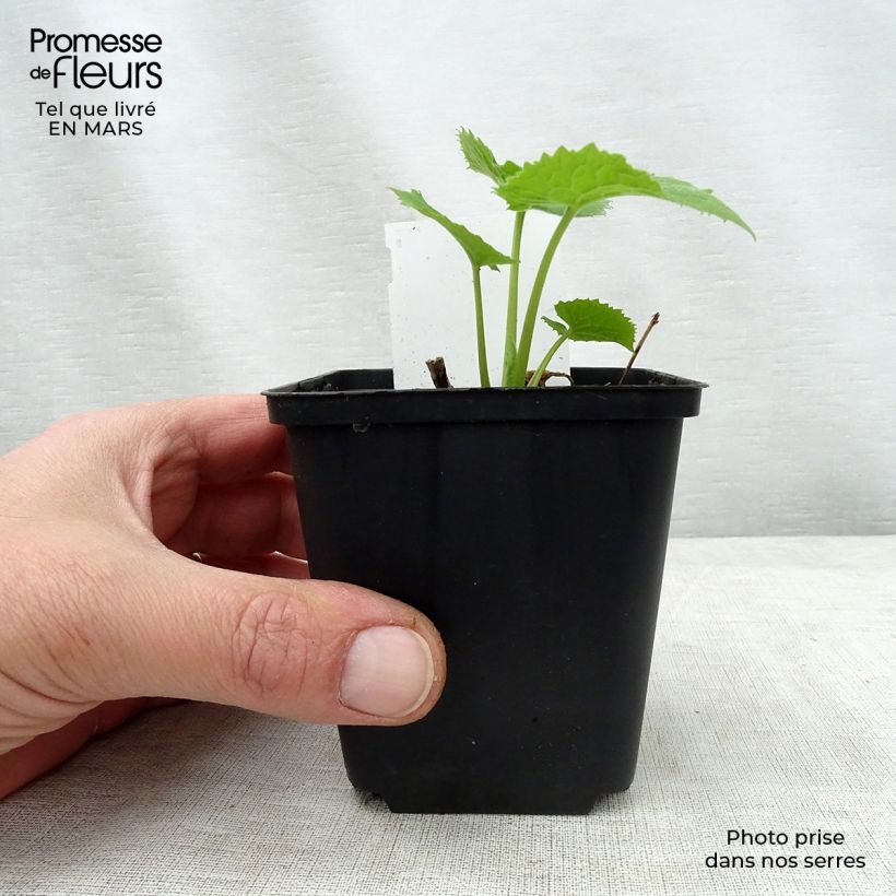 Lunaria rediviva 8/9 cm pot sample as delivered in spring