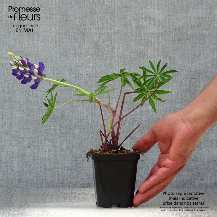 Lupinus Gallery Blue 8/9 cm pot sample as delivered in spring