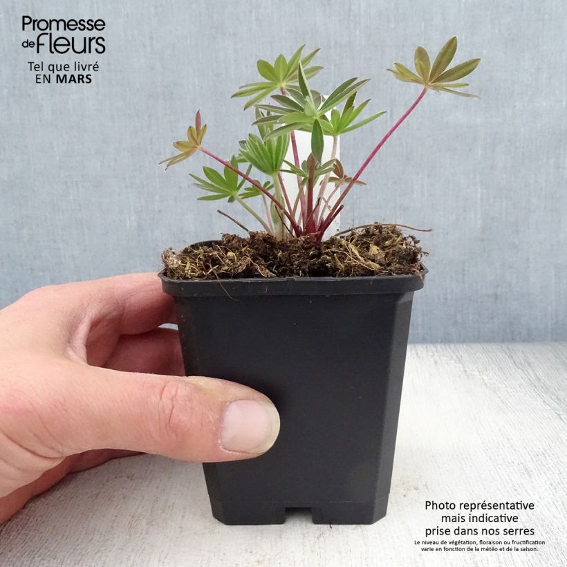 Lupinus Gallery Pink 8/9 cm pot sample as delivered in spring