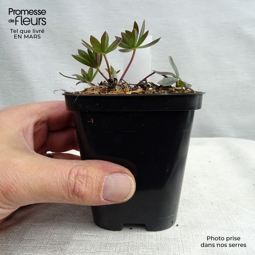 Lupinus Gallery Red 8/9 cm pot sample as delivered in spring