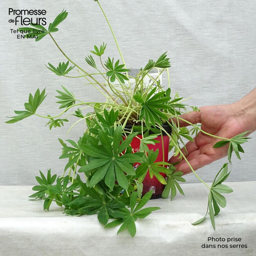 Lupinus Gallery Red 2L/3L pot sample as delivered in spring