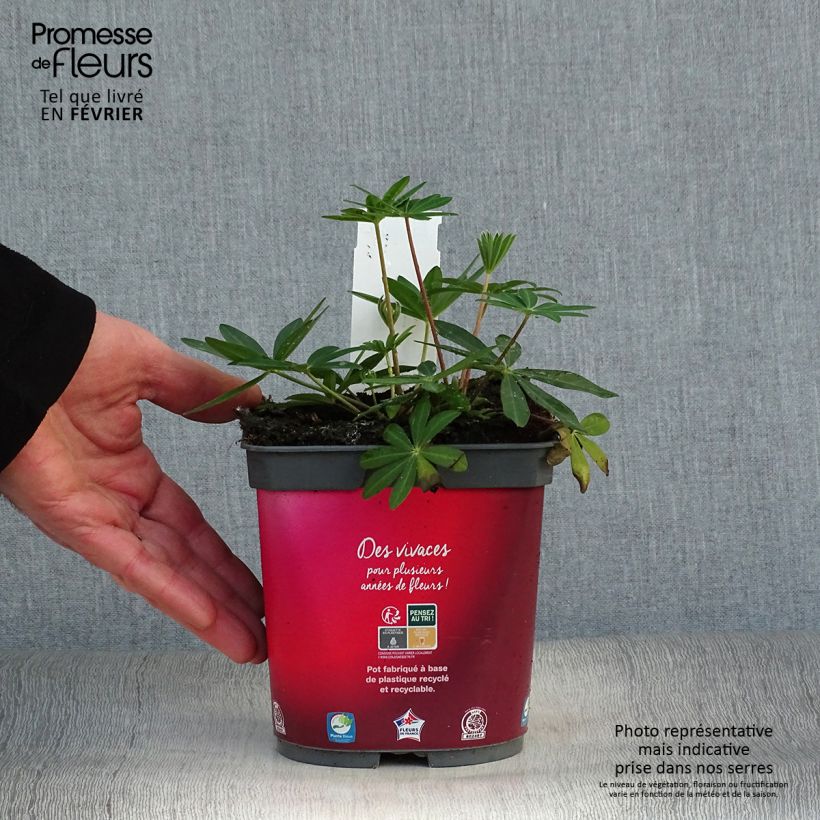 Lupinus Gallery Red 2L/3L pot sample as delivered in winter