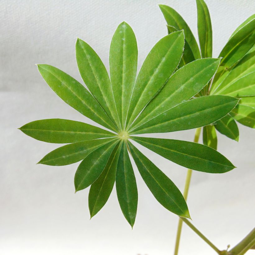 Lupinus Gallery White (Foliage)