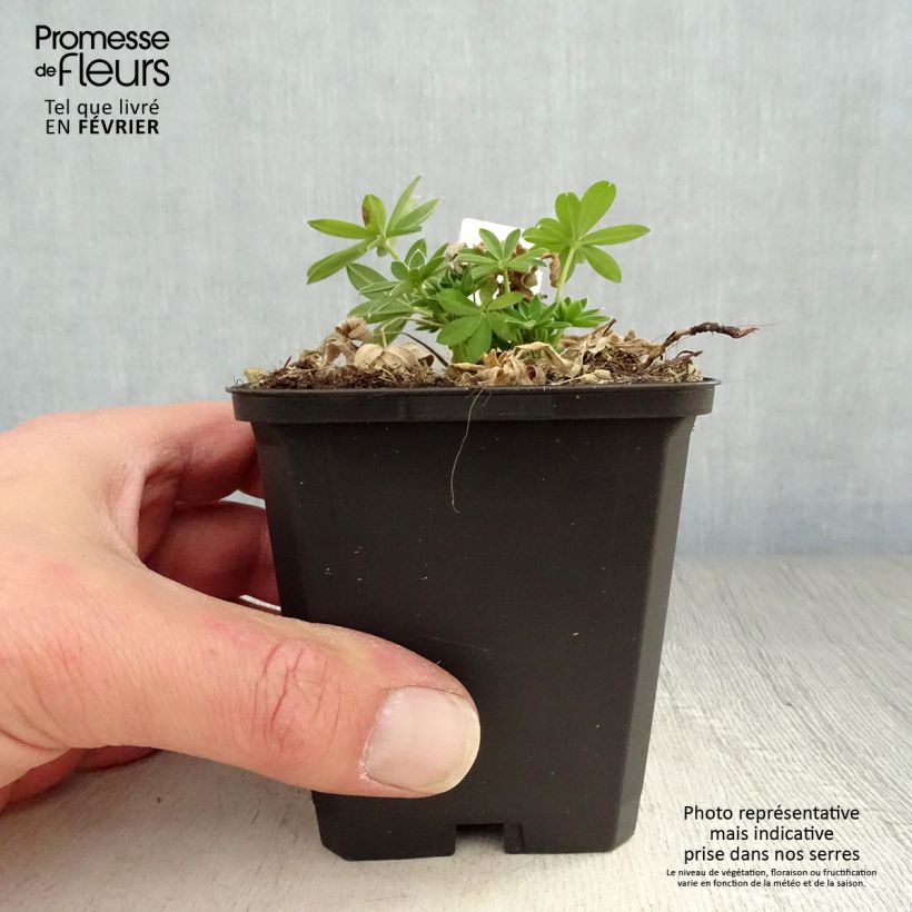 Lupinus Gallery White 8/9 cm pot sample as delivered in winter