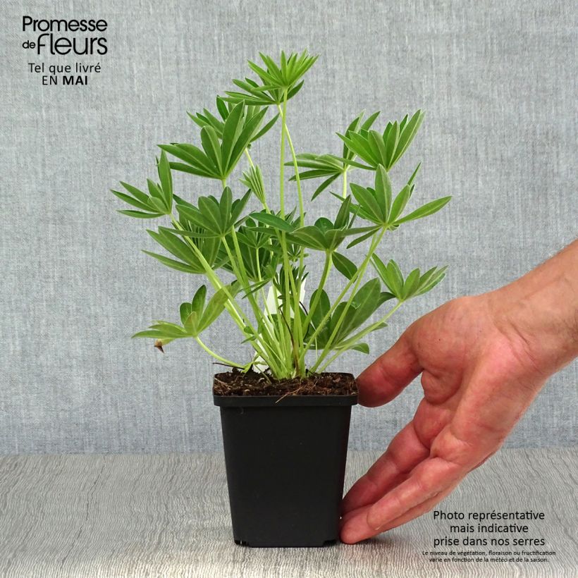 Lupinus Gallery White 8/9 cm pot sample as delivered in spring