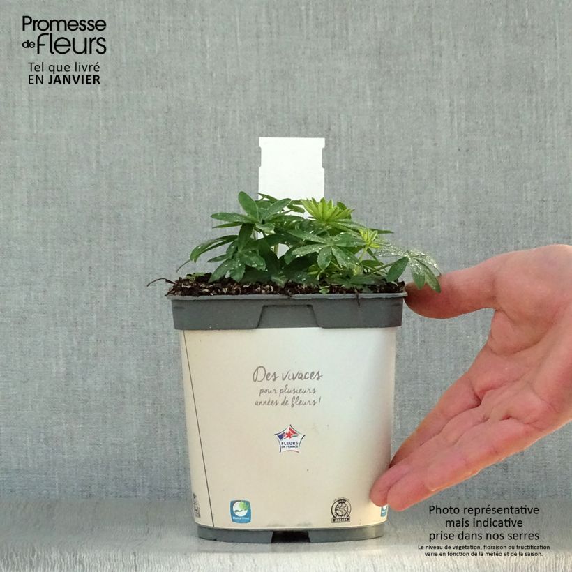 Lupinus Gallery White 2L/3L pot sample as delivered in winter