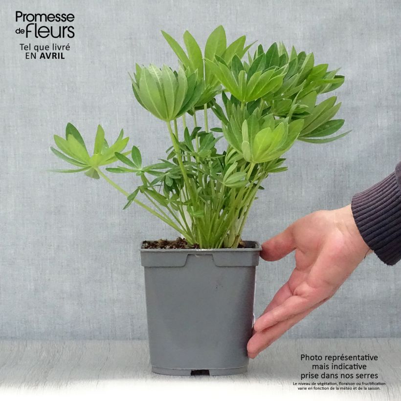 Lupinus Gallery White 2L/3L pot sample as delivered in spring