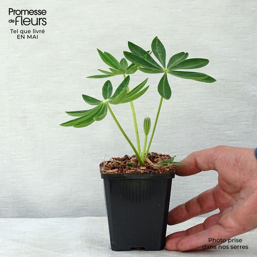 Lupinus Gallery Yellow 8/9 cm pot sample as delivered in spring