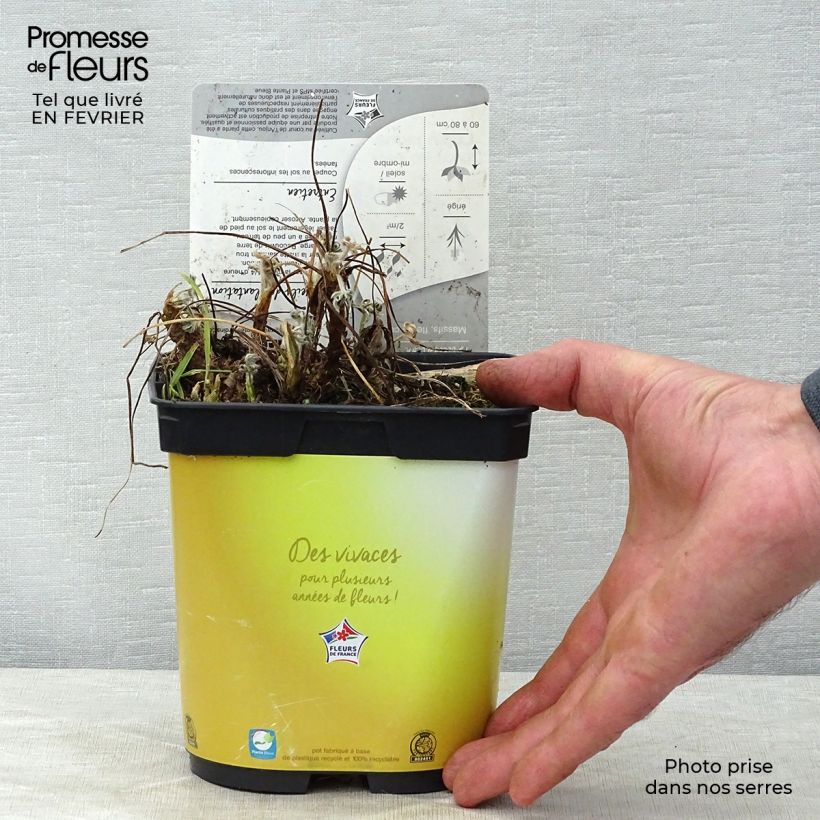 Lupinus Gallery Yellow 2L/3L pot sample as delivered in winter