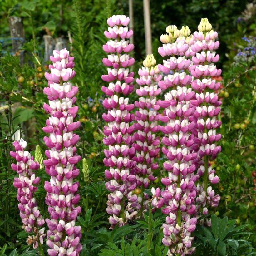 Lupinus polyphyllus The Chatelaine (Flowering)