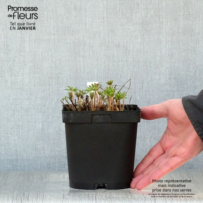 Lupinus polyphyllus The Chatelaine 2L/3L pot sample as delivered in winter