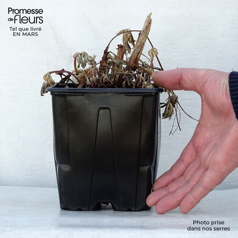 Lupinus polyphyllus The Chatelaine 2L/3L pot sample as delivered in spring