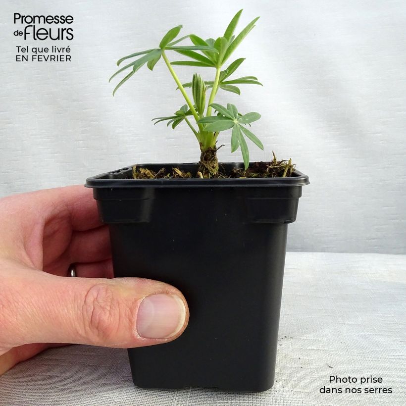 Lupinus&#x20;polyphyllus&#x20;Noblemaiden&#x20;7&#x2F;8&#x20;cm&#x20;pot&#x20;sample&#x20;as&#x20;delivered&#x20;in&#x20;winter